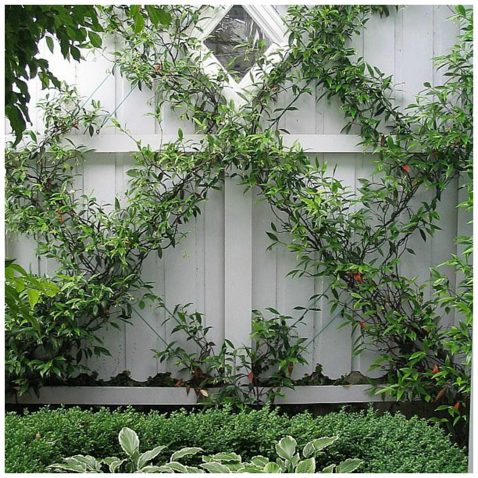 Плющ в интерьере палисадника на даче Beautiful Gardens to Inspire - DIY Decorator Garden trellis, Garden inspiration,