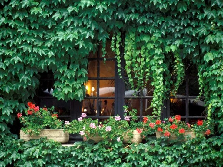 Плющ в интерьере палисадника на даче A Dream Life Garden, Little cottage, Landscape design
