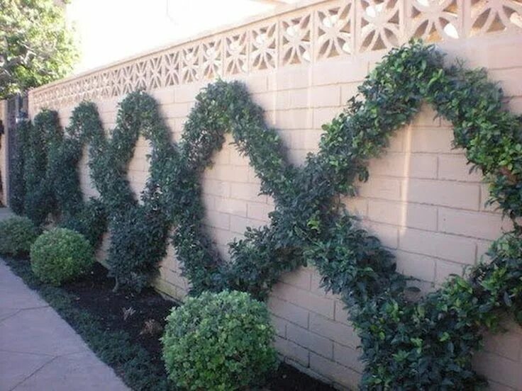 Плющ в интерьере палисадника на даче 37 Beautiful Evergreen Vines Home Decor Ideas - Home Bestiest Small gardens, Lit