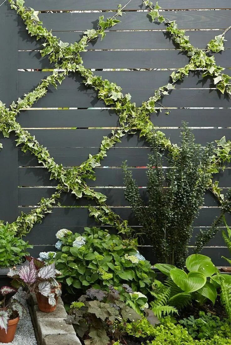 Плющ в интерьере палисадника на даче 24 Einfache DIY-Gartengitter-Ideen und vertikale Wachstumsstrukturen Parete