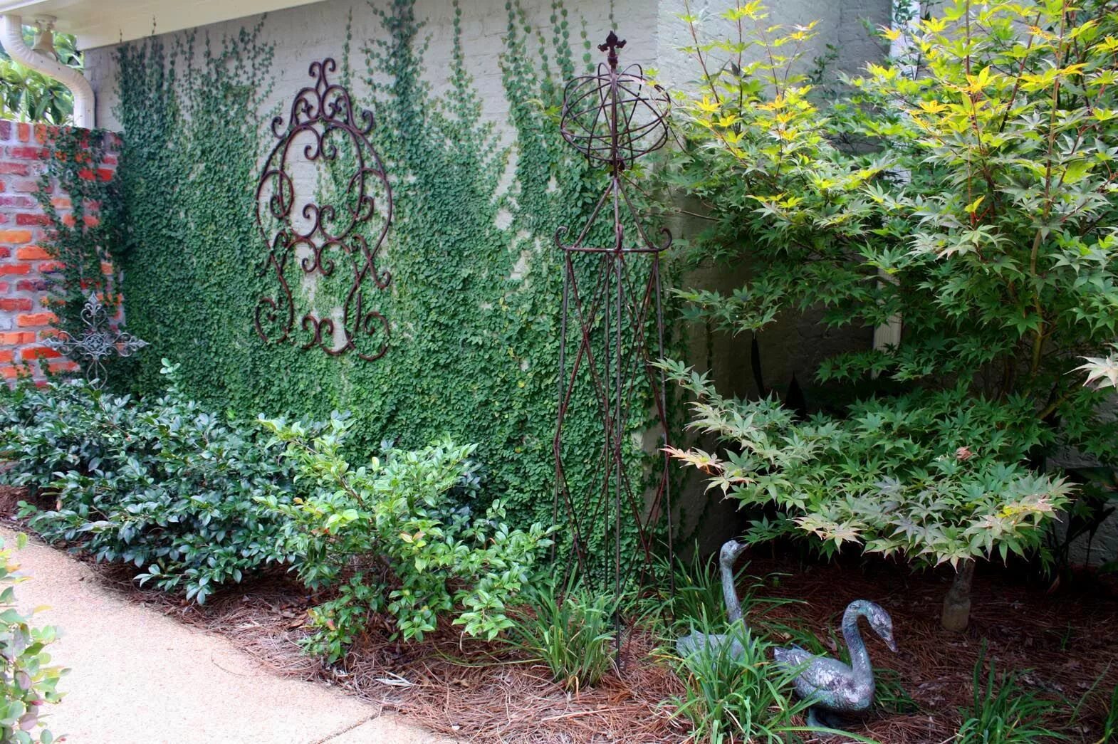 Плющ в интерьере палисадника на даче Creeping Fig Vine...nice way to dress up a boring wall along the side of my hous