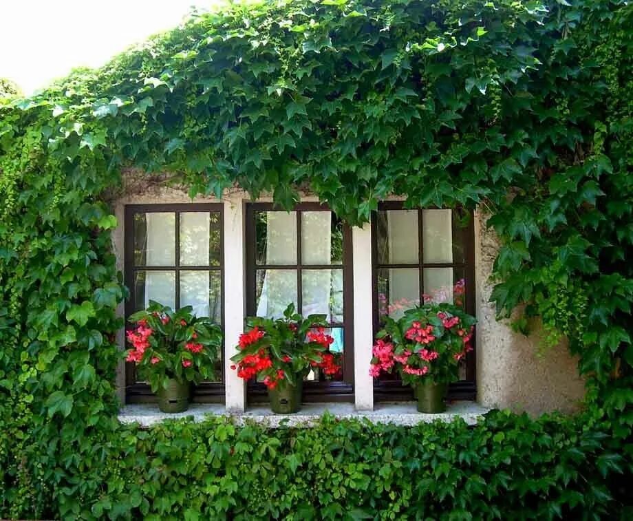 Плющ в интерьере палисадника на даче Ivy Covered Home Container gardening, Plants, Window box