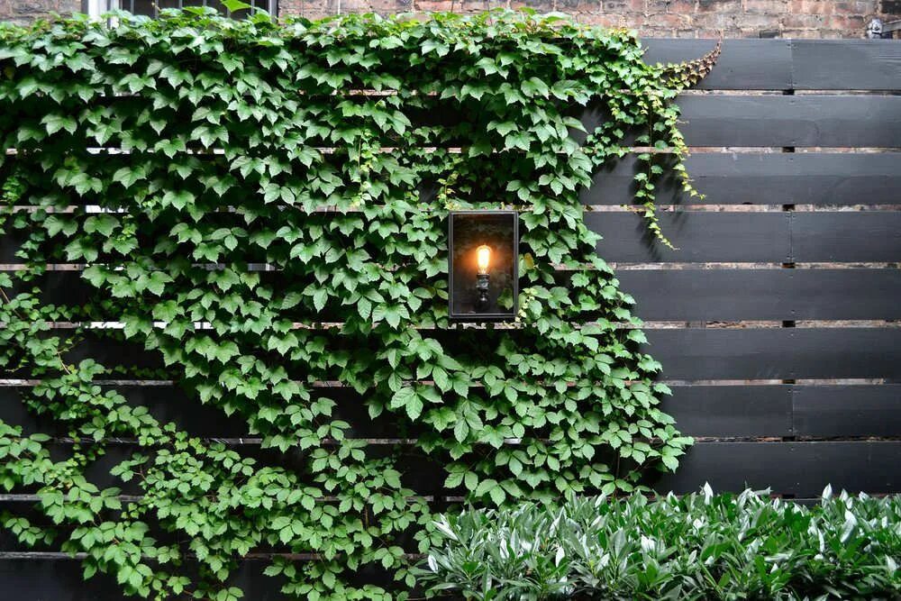 Плющ в интерьере палисадника на даче Light It Up: 7 Elegant Ways to Illuminate a Landscape Garden vines, Boston ivy, 