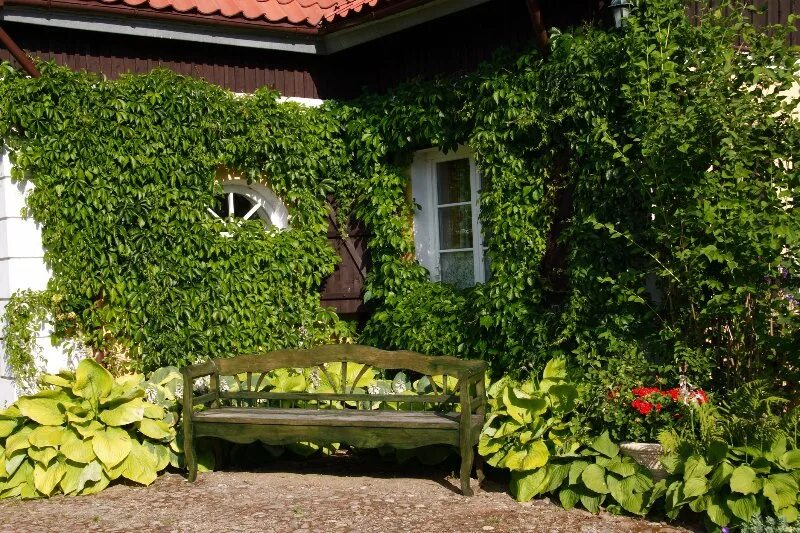 Плющ в интерьере палисадника на даче THE BEST Magdalenka Vacation Rentals in Magdalenka, Poland