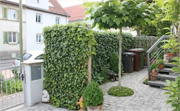 Плющ в интерьере палисадника на даче Garten Sichtschutz Pflanzen Design - https://www.denverartsinteractive.com/garte
