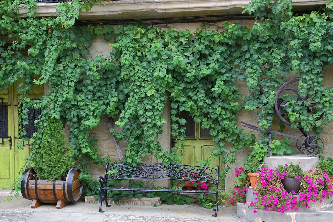 Плющ в интерьере палисадника на даче pioneerdad.com Jardines, Bonita