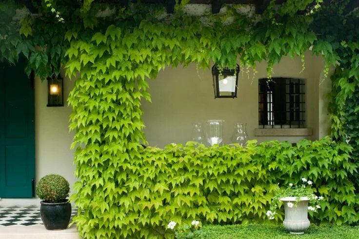 Плющ в интерьере палисадника на даче Landscape Focused: landscape, garden design ideas Garden design, Cottage backyar