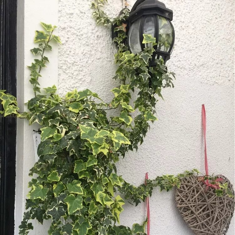 Плющ в интерьере палисадника на даче Hedera, Ivy - uploaded by @greenfingeredchef