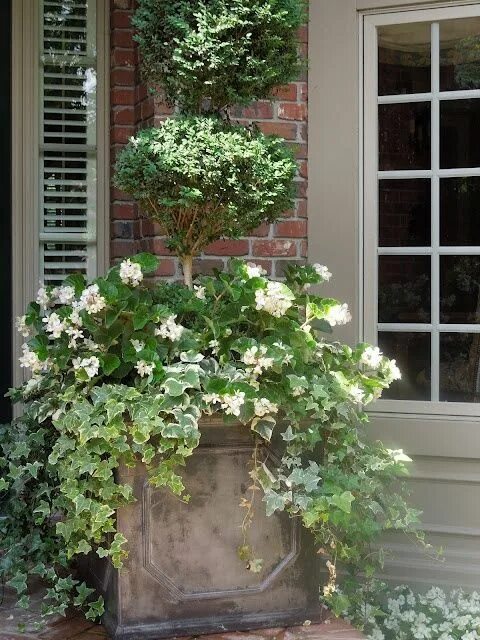 Плющ в интерьере палисадника на даче Boxwood topiary and white flowers with ivy in lead color planter Garden urns, Ga