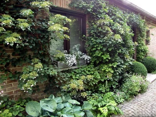 Плющ в интерьере палисадника на даче Колониальный стиль сада Дизайн сада, Садовый домик, Английские парки