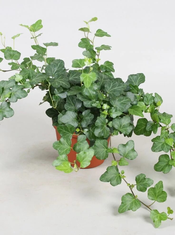 Плющевидные комнатные растения фото и названия Hedera helix 'Wonder' Feng shui plants, Plants, Lucky plant