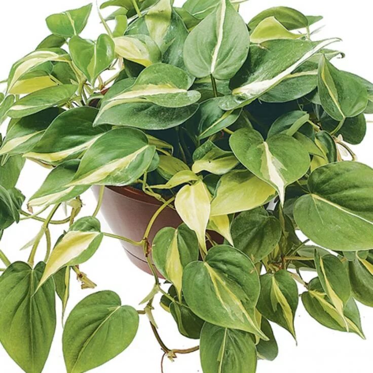 Плющевидные комнатные растения фото и названия Philodendron- Brazil Angel plant, Plants, Hanging plants
