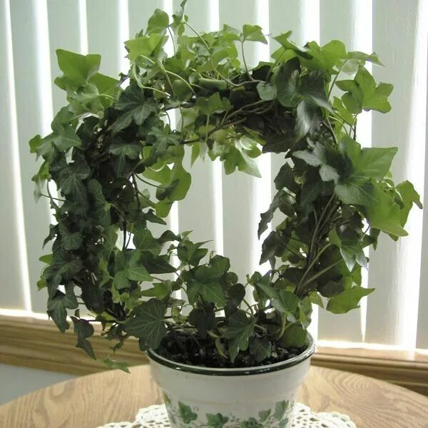 Плющевидные комнатные растения фото и названия Ivy Topiary (Hedera helix) . Houseplants, Hedera helix, Topiary