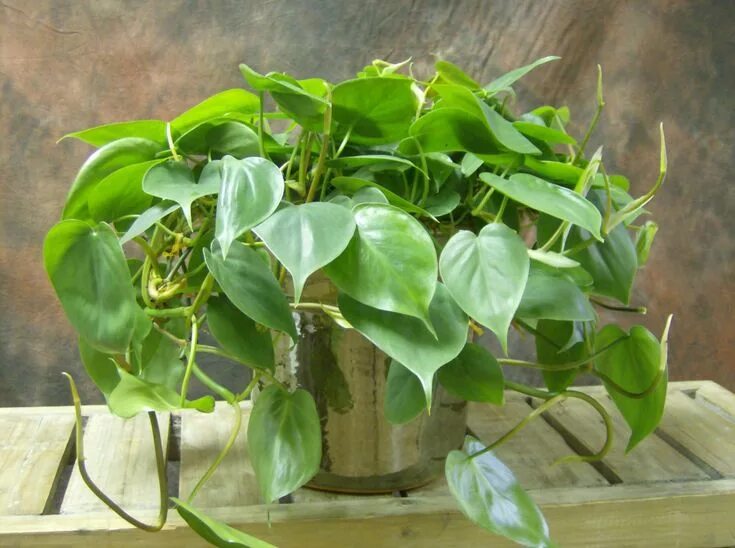 Плющевидные комнатные растения фото и названия Top 10 Plants for an Indoor Vertical Garden - Philodendron (Philodendron sp.) Pi