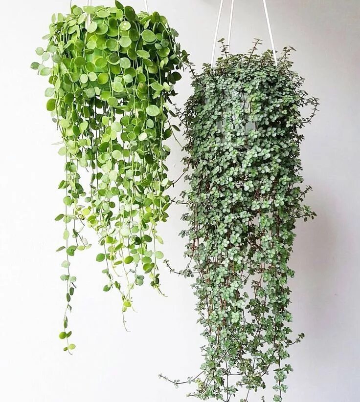 Плющевидные комнатные растения фото и названия Dischidia nummularia and Pilea glauca Best indoor plants, Hanging plants indoor,
