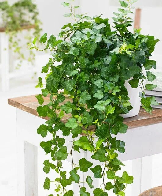 Плющевидные комнатные растения фото и названия Hera-inglesa (Hedera helix) Folhagens para jardim, Plantas decorativas para sala