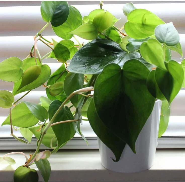 Плющевидные комнатные растения фото и названия Philodendron cordatum (oxycardium) house plant - also called Sweetheart Vine, He