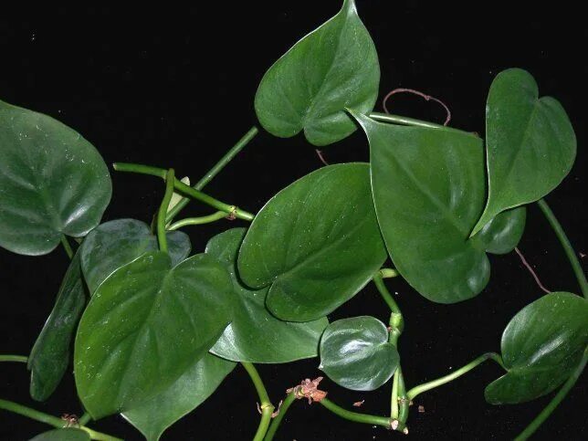 Плющевидные комнатные растения фото и названия Heart Leaf Philodendron Mejores plantas de interior, Plantas de interior, Planta