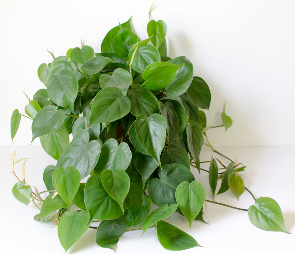 Плющевидные комнатные растения фото и названия Know your plants: how to tell the difference between a philodendron and a pothos