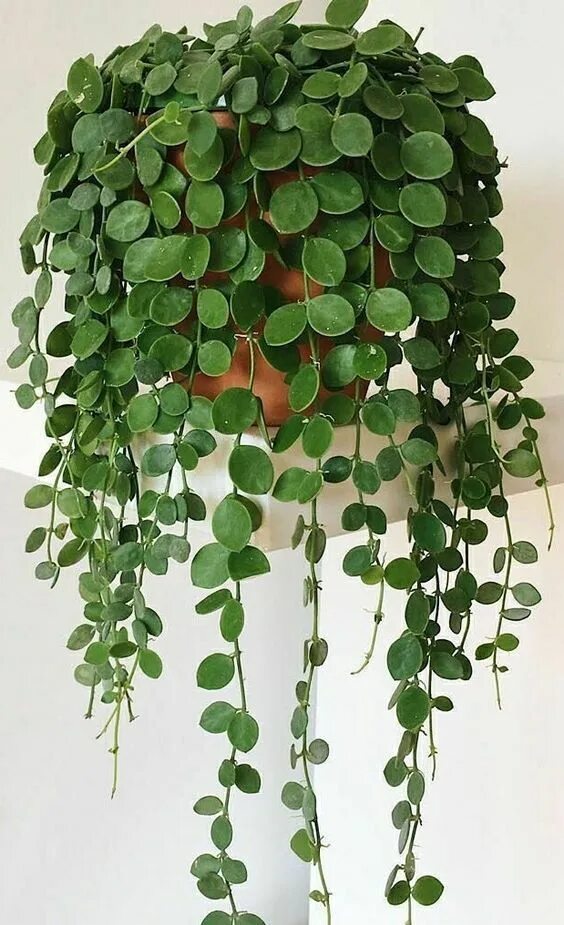 Плющевидные комнатные растения фото и названия Hanging Plants Indoor Flowers - Home Decor Ideas - Home Decorating Ideas - Home 