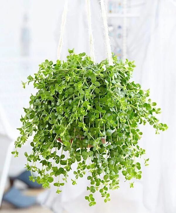 Плющевидные комнатные растения фото и названия plantas de interior para decorar #Plantasdecoracion Hanging plants, Hanging plan