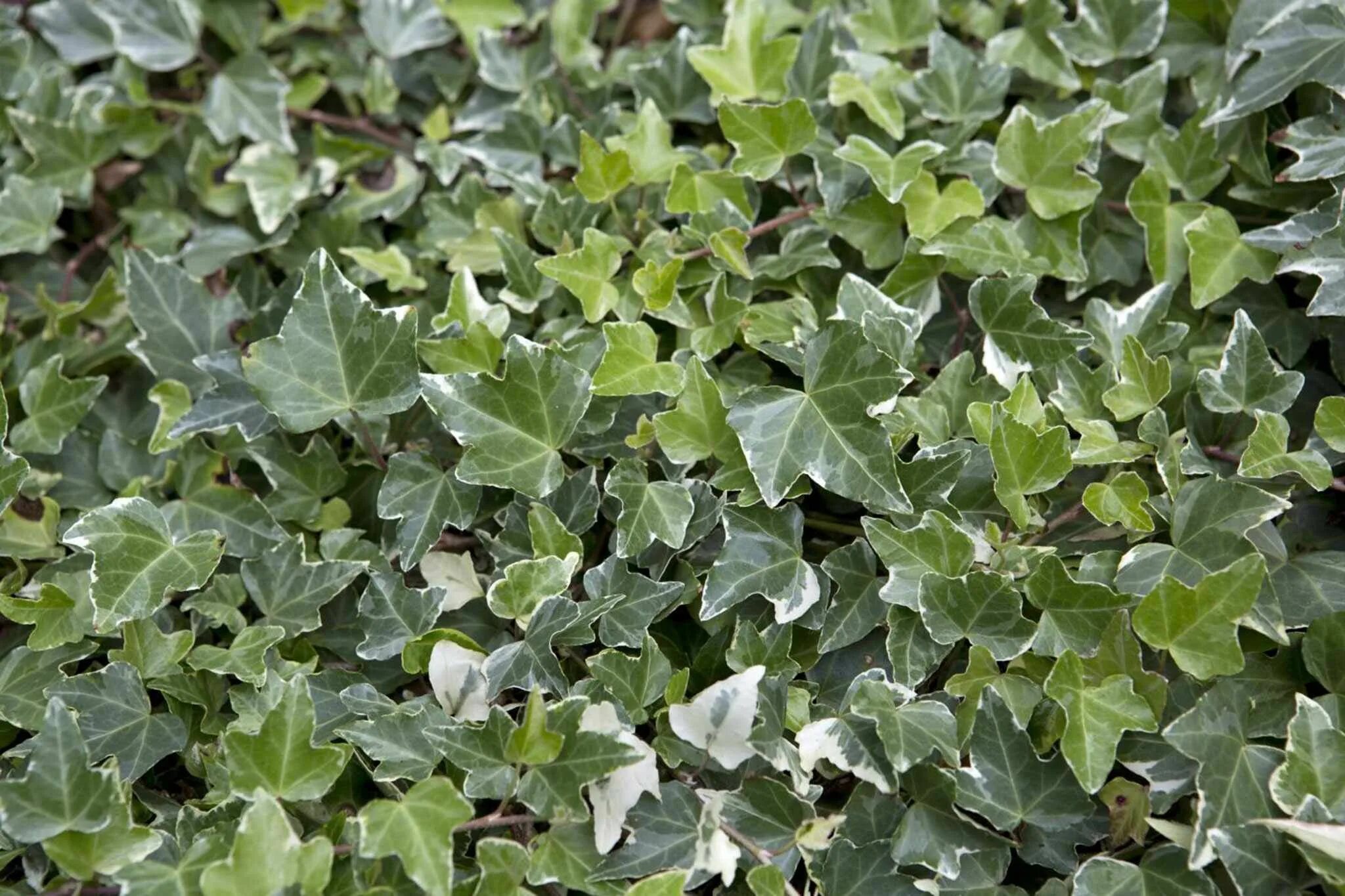 Плющи виды фото Hedera helix Hedera helix, Hedera, Plants