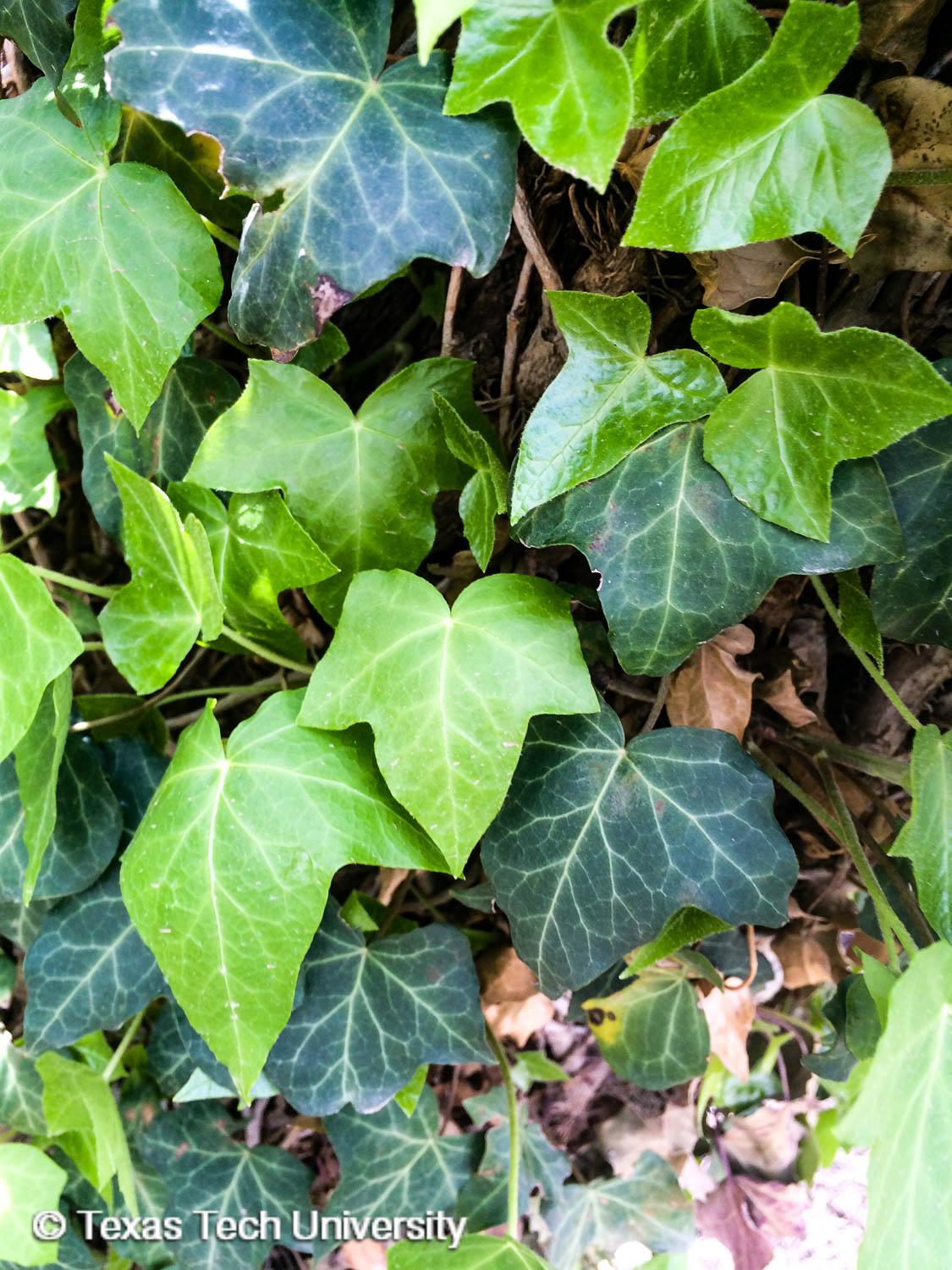 Плющи виды фото Hedera Plant - Hedera algeriensis 'Gloire de Marengo' (Bont bladige - Planting d