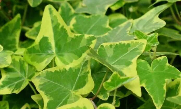 Плющи виды фото 5 idées reçues sur le lierre Lierre, Feuilles de plantes, Plante grimpante