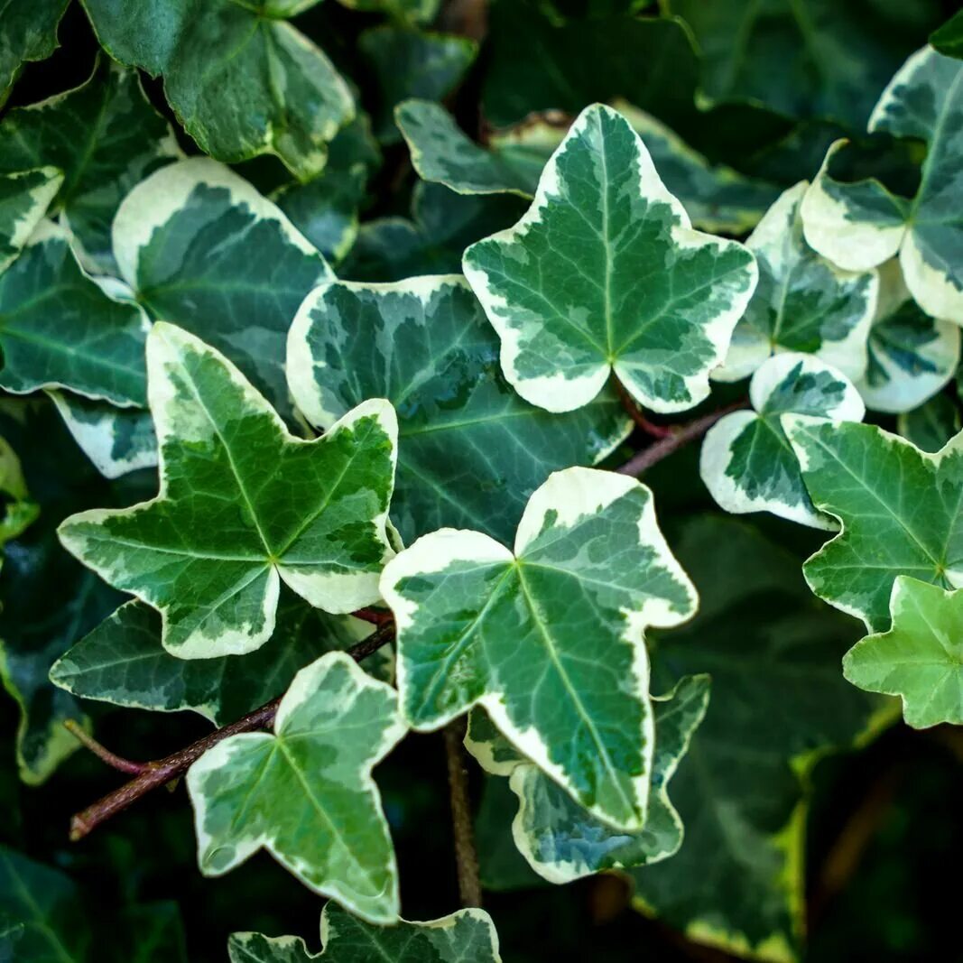 Плющи виды фото Хедера Хеликс Вариегата, Плющ (Hedera Helix Variegata) D6см - купить в интернет-