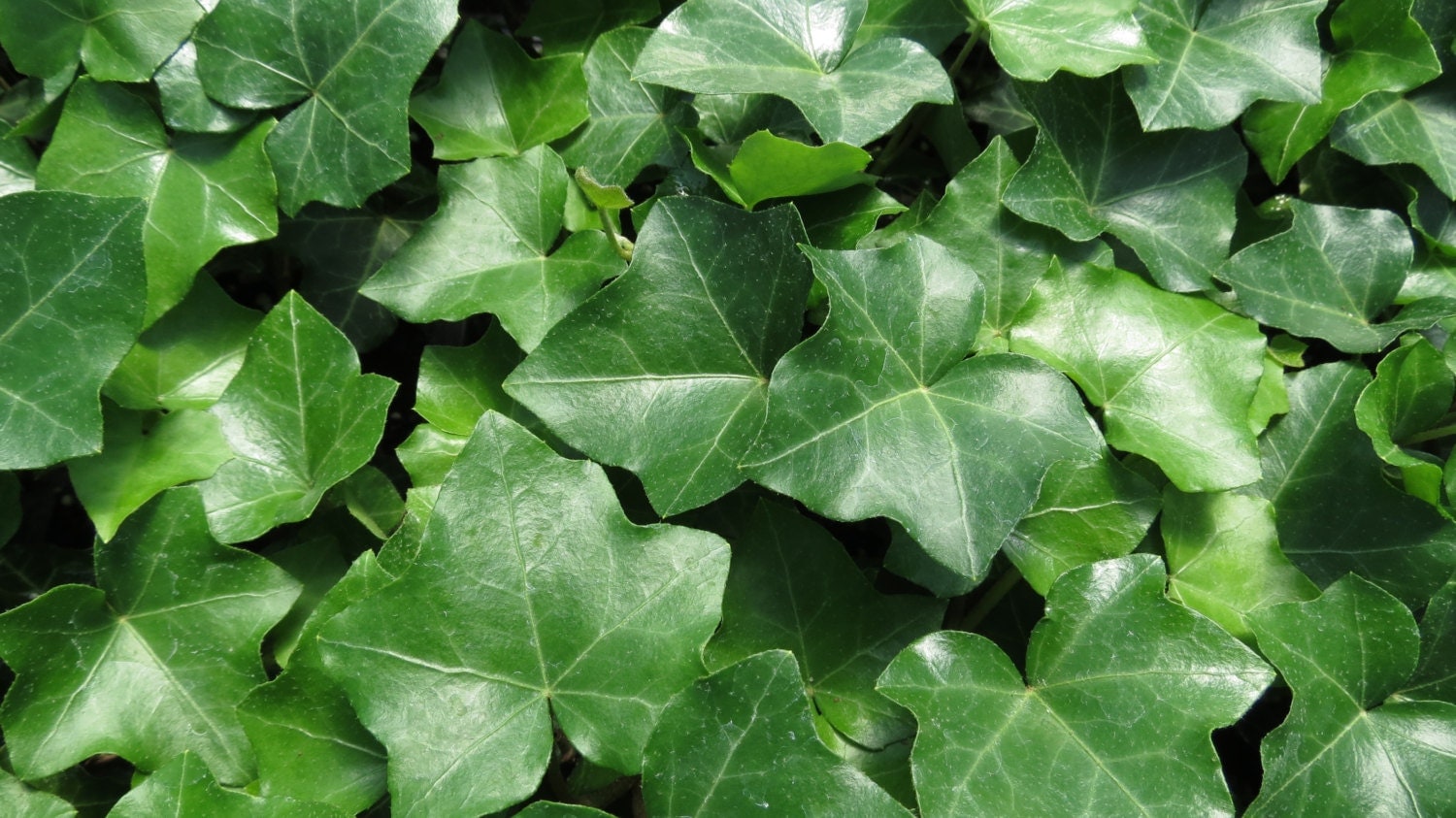 Плющи виды фото Плющ hedera: найдено 89 изображений