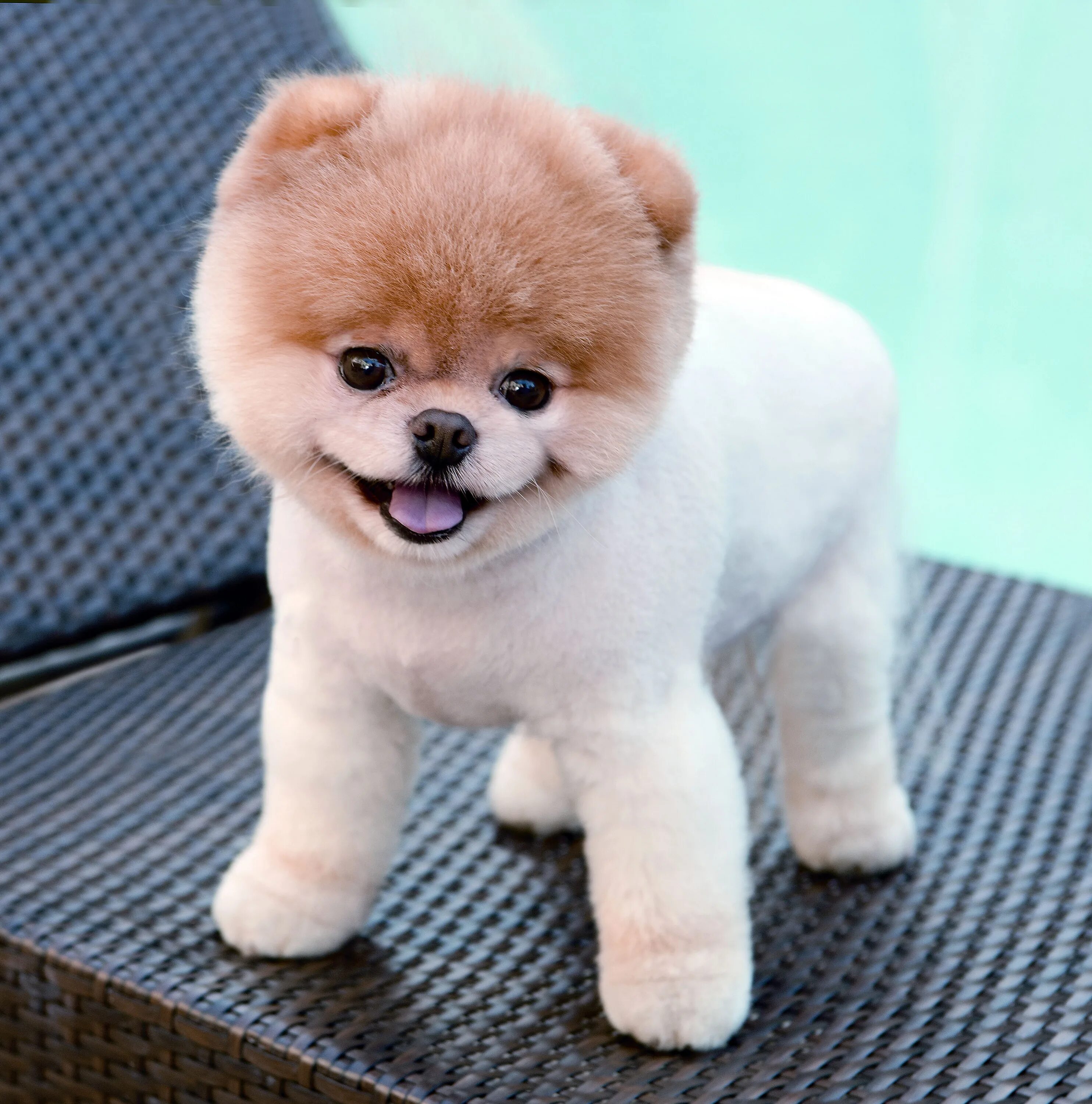 Плюшевая собака фото Cute Asian Dogs Top Sellers www.cifroclub.ru