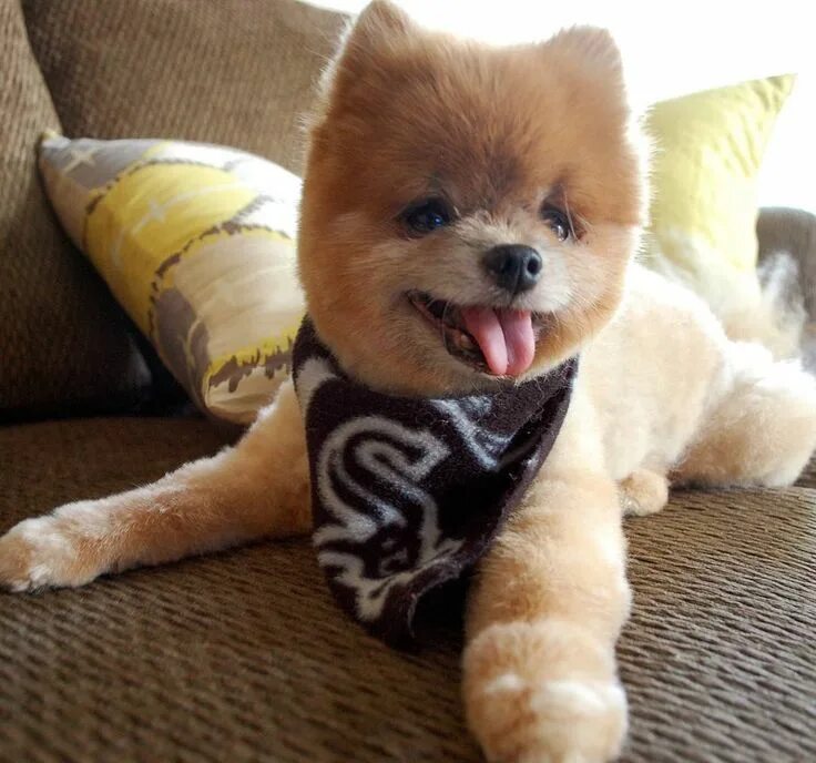 Плюшевая собака фото Omg look a his tongue Im soo in love.. Tag your dog lover friends Cute dogs, Cut