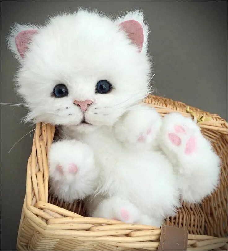 Плюшевые котики фото ป ก พ น โ ด ย Judy Kiger ใ น Stuffies Too Cute for Words!