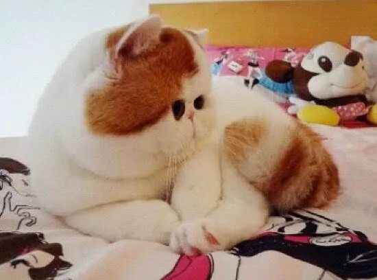 Плюшевые котики фото Snoopybabe: The Definitive Gallery Of Instagram's Cutest Cat Kitten pictures, Ki