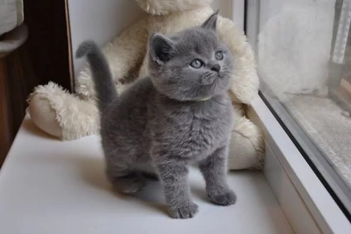 Плюшевые котята порода фото и цены britse korthaar kittens blauw - Cute cat breeds, British shorthair kittens, Pret