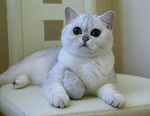 Плюшевые котята порода фото и цены Steam Community :: Guide :: Получение всех достижений в игре Cat on a Diet.