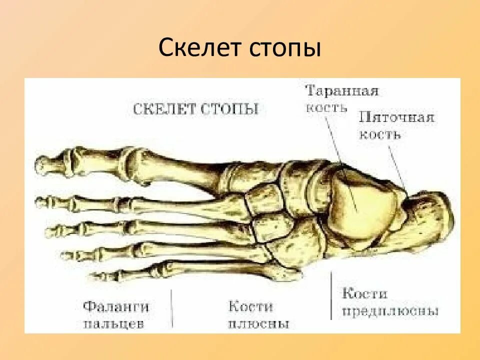 Плюсна это что такое фото Скелет пальцев ноги
