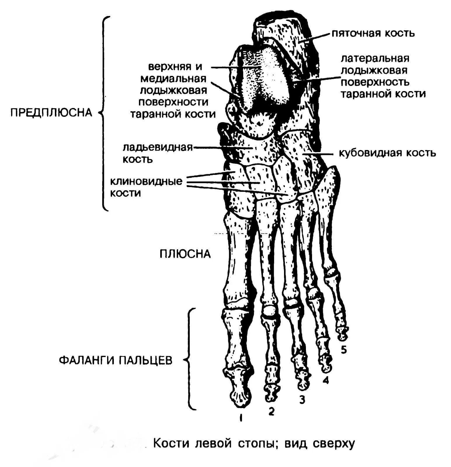 Плюсна это что такое фото Строения ноги схема описание: найдено 82 изображений