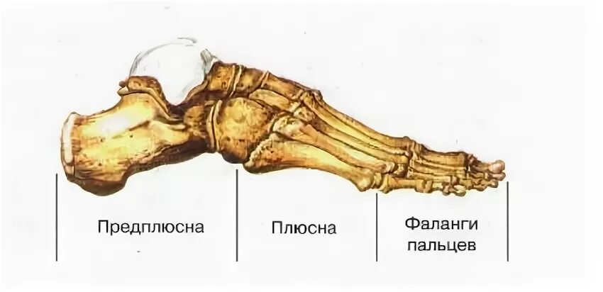 Плюсна это что такое фото Принципы лечения перелома плюсневой кости стопы