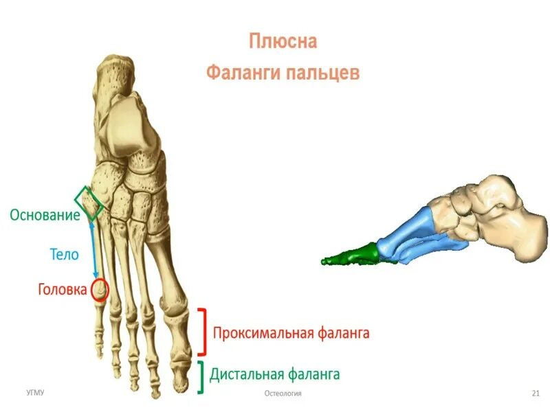 Плюсна это что такое фото Картинки ФАЛАНГИ ПАЛЬЦЕВ СТОПЫ ЧЕЛОВЕКА