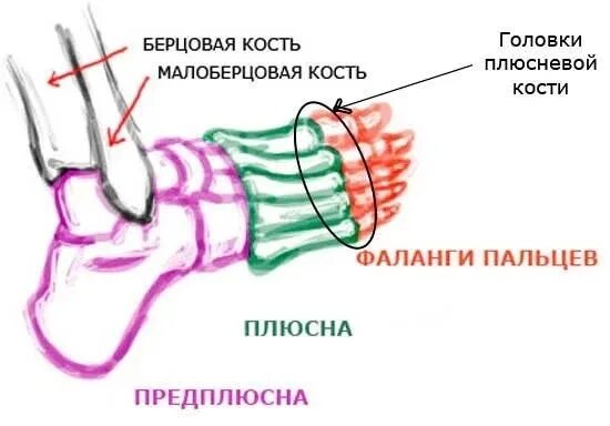 Плюсна это что такое фото Original: http://bliznjukilib.ru/imagis/pozvonochnik-fiziologiya-sustavov-kapand