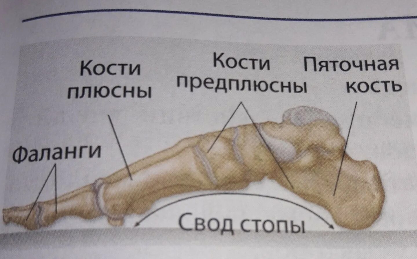 Плюсна это что такое фото из чего состоит стопа