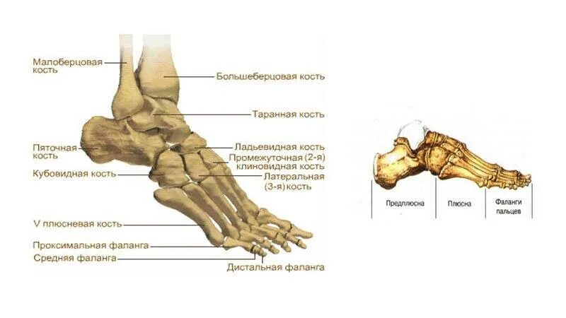Плюсна это что такое фото Болит таранная, кубовидная и плюсневая кости: что делать и лечение заболевания п