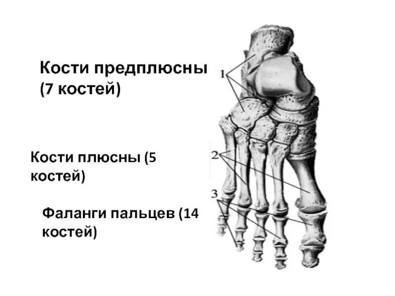Плюсна это что такое фото Кости плюсны и пальцев: найдено 90 изображений