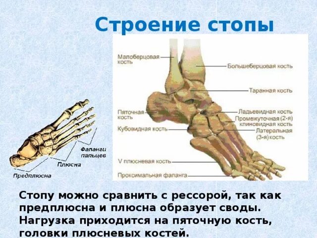 Плюсна стопы что это такое фото Урок 12. Скелет поясов и свободных конечностей. Соединение костей конечностей