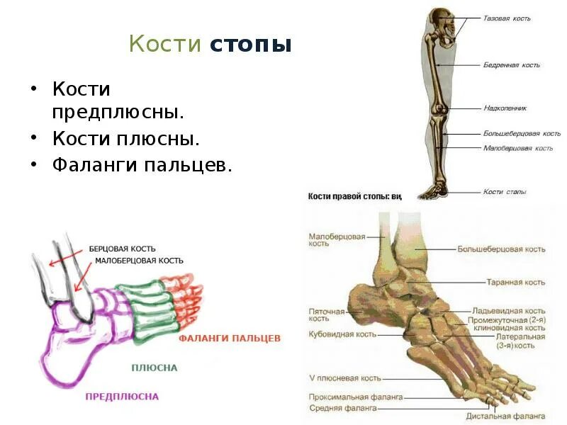Плюсна стопы что это такое фото Кости плюсны и пальцев: найдено 90 изображений