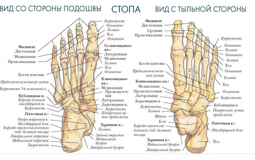 Плюсна стопы что это такое фото СТОПА ВИД СО СТОРОНЫ ПОДОШВЫ, ВИД С ТЫЛЬНОЙ СТОРОНЫ - КОСТНАЯ СИСТЕМА - БОЛЬШОЙ 