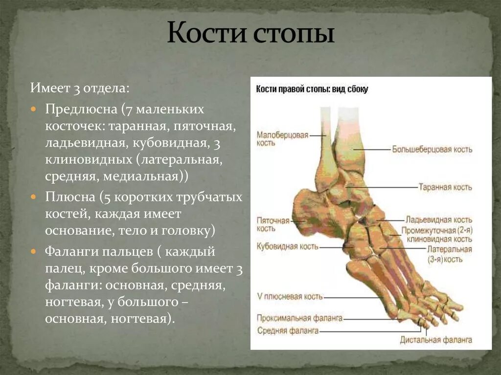 Плюсна стопы что это такое фото Суставы конечностей человека: найдено 89 изображений