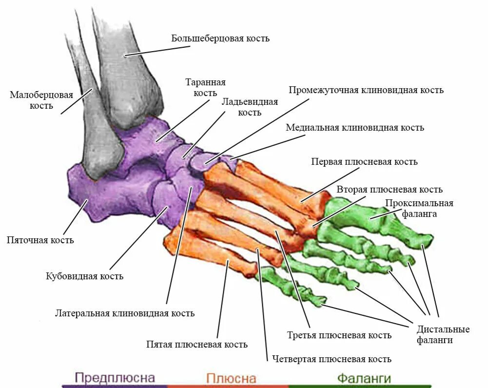 Плюсневая кость фото Сколько костей предплюсны стопы