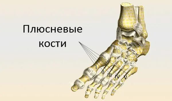Плюсневая кость фото Вальгусное отклонение 1 пальца: причины, симптомы и лечение в статье ортопеда Ва
